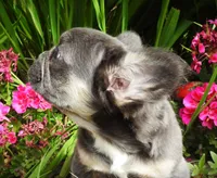 Mario, a male French Bulldog for sale in Yelm, WA – 1 of 3