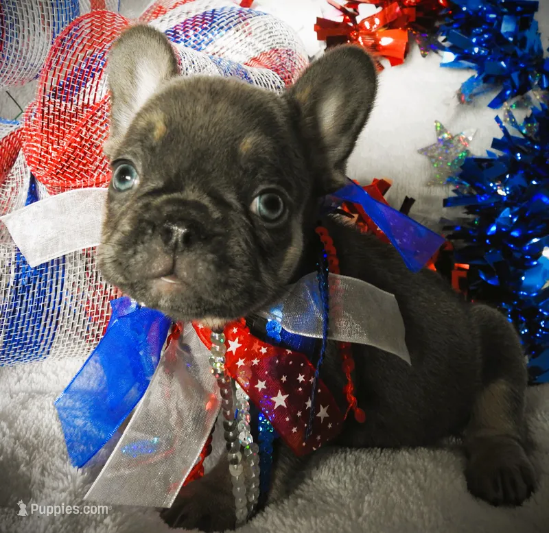 Liberty – French Bulldog puppy for sale in Yelm, WA