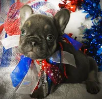 Liberty, a female French Bulldog for sale in Yelm, WA – 1 of 3