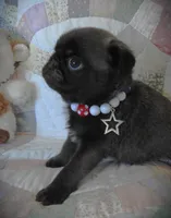 Buster, a male Pug for sale in Yelm, WA – 3 of 3