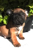 Buster, a male French Bulldog for sale in Yelm, WA – 2 of 4