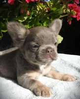 Astro, a male French Bulldog for sale in Yelm, WA – 4 of 4