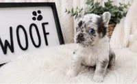 Lola, a female French Bulldog for sale in Palm Bay, FL – 4 of 4