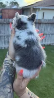 Big Blue, a male French Bulldog for sale in Palm Bay, FL – 2 of 5