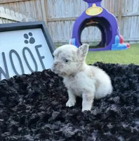 Lilly, a female French Bulldog for sale in Palm Bay, FL – 2 of 4