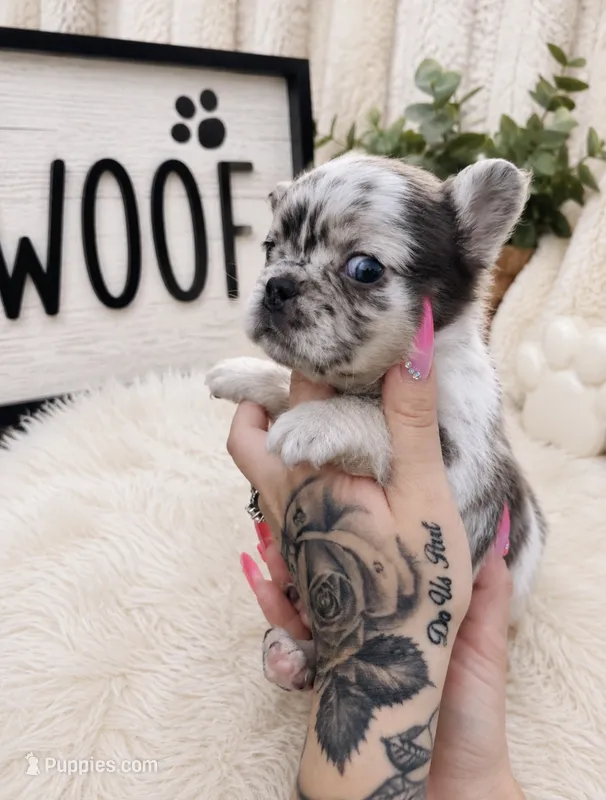 Lola – French Bulldog puppy for sale in Palm Bay, FL