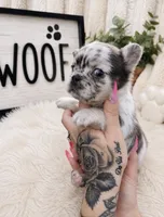 Lola, a female French Bulldog for sale in Palm Bay, FL – 1 of 4