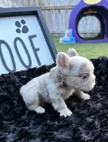 That Dude, a male French Bulldog for sale in Palm Bay, FL – 3 of 5