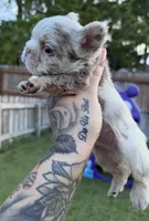 That Dude, a male French Bulldog for sale in Palm Bay, FL – 2 of 5