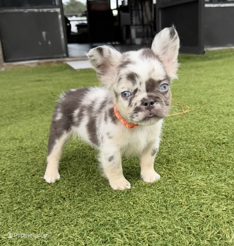 Split Face – French Bulldog puppy for sale in Palm Bay, FL