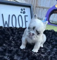 Big Blue, a male French Bulldog for sale in Palm Bay, FL – 3 of 5