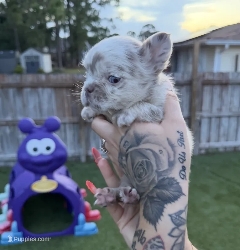 Lilly – French Bulldog puppy on hold in Palm Bay, FL
