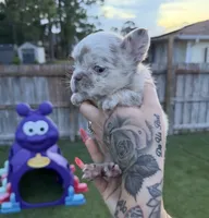 Lilly, a female French Bulldog for sale in Palm Bay, FL – 1 of 4