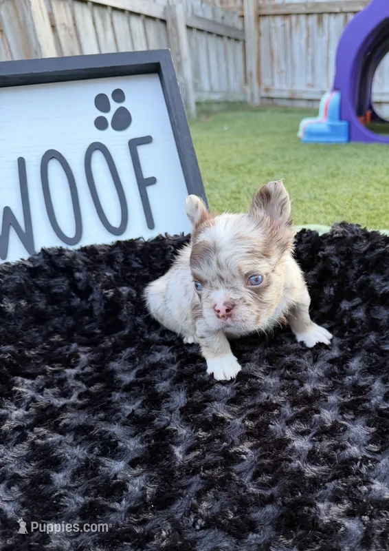 Rojo – French Bulldog puppy for sale in Palm Bay, FL