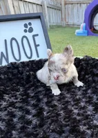 Rojo, a male French Bulldog for sale in Palm Bay, FL – 1 of 3