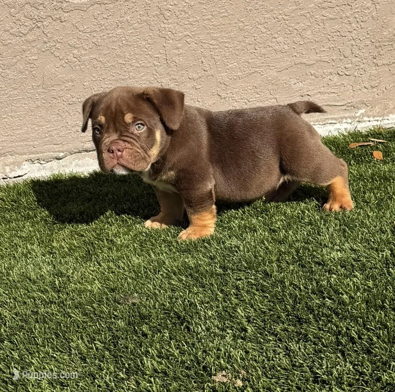 Nino Brown – American Bully puppy for sale in Palm Bay, FL