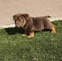 Nino Brown, a male American Bully for sale in Palm Bay, FL – Photo 1 of 5