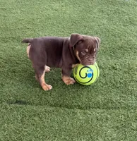 Nino Brown, a male American Bully for sale in Palm Bay, FL – Photo 4 of 5