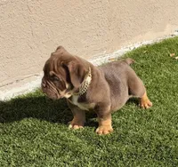 Nino Brown, a male American Bully for sale in Palm Bay, FL – Photo 3 of 5