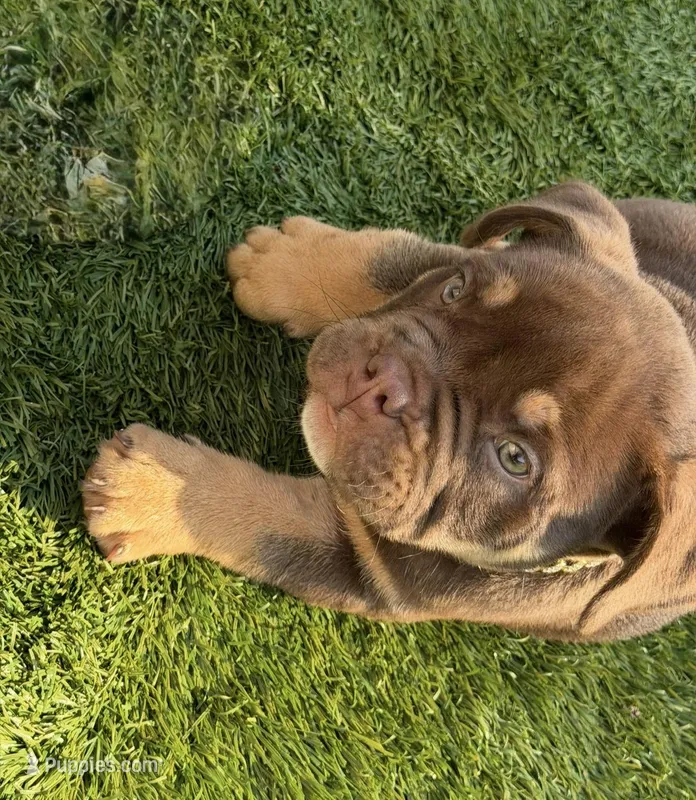 Nino Brown – American Bully puppy for sale in Palm Bay, FL