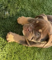 Nino Brown, a male American Bully for sale in Palm Bay, FL – Photo 2 of 5