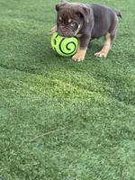 Nino Brown, a male American Bully for sale in Palm Bay, FL – Photo 5 of 5