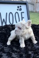 That Dude, a male French Bulldog for sale in Palm Bay, FL – 4 of 5