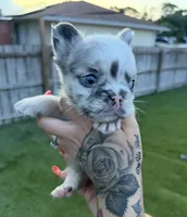 Big Blue, a male French Bulldog for sale in Palm Bay, FL – 4 of 5
