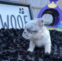 Big Blue, a male French Bulldog for sale in Palm Bay, FL – 5 of 5