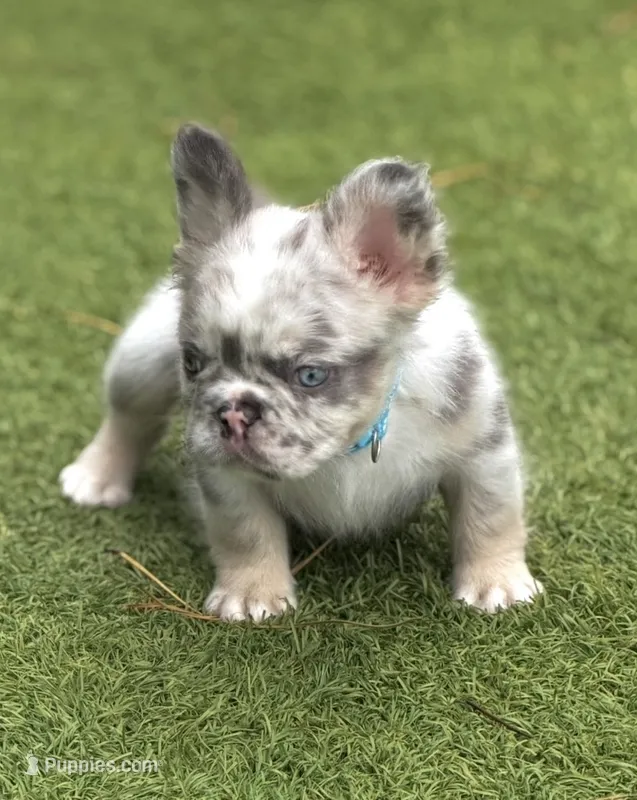 Big Blue – French Bulldog puppy for sale in Palm Bay, FL