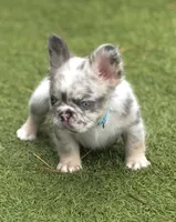Big Blue, a male French Bulldog for sale in Palm Bay, FL – 1 of 2