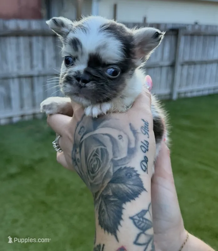 Split Face – French Bulldog puppy for sale in Palm Bay, FL