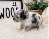 Lola, a female French Bulldog for sale in Palm Bay, FL – 3 of 4