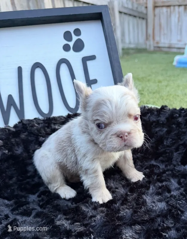 That Dude – French Bulldog puppy for sale in Palm Bay, FL