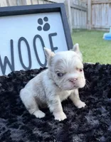 That Dude, a male French Bulldog for sale in Palm Bay, FL – 1 of 5