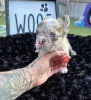 Rojo, a male French Bulldog for sale in Palm Bay, FL – 2 of 3