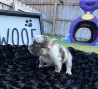 Split Face, a male French Bulldog for sale in Palm Bay, FL – 4 of 6