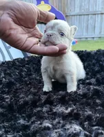 Lilly, a female French Bulldog for sale in Palm Bay, FL – 4 of 4