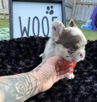 Rojo, a male French Bulldog for sale in Palm Bay, FL – 3 of 3