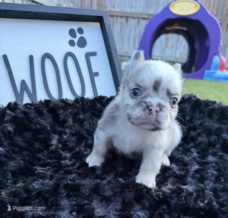 Big Blue – French Bulldog puppy for sale in Palm Bay, FL