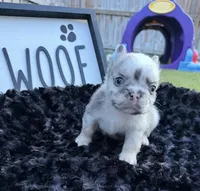 Big Blue, a male French Bulldog for sale in Palm Bay, FL – 1 of 5