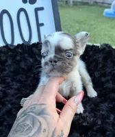 Split Face, a male French Bulldog for sale in Palm Bay, FL – 5 of 6