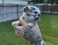 Split Face, a male French Bulldog for sale in Palm Bay, FL – 2 of 6