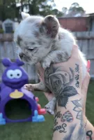 Lilly, a female French Bulldog for sale in Palm Bay, FL – 3 of 4