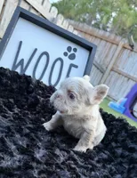 That Dude, a male French Bulldog for sale in Palm Bay, FL – 5 of 5