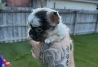 Split Face, a male French Bulldog for sale in Palm Bay, FL – 3 of 6