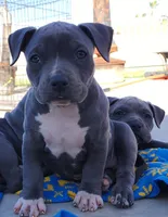 Easily Distracted, a female American Bully for sale in Phoenix, AZ – Photo 6 of 8