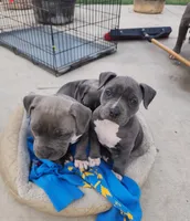 Easily Distracted, a female American Bully for sale in Phoenix, AZ – Photo 1 of 8