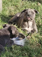Easily Distracted, a female American Bully for sale in Phoenix, AZ – Photo 5 of 8