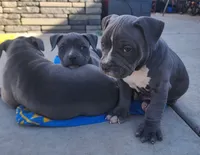 Easily Distracted, a female American Bully for sale in Phoenix, AZ – Photo 3 of 8